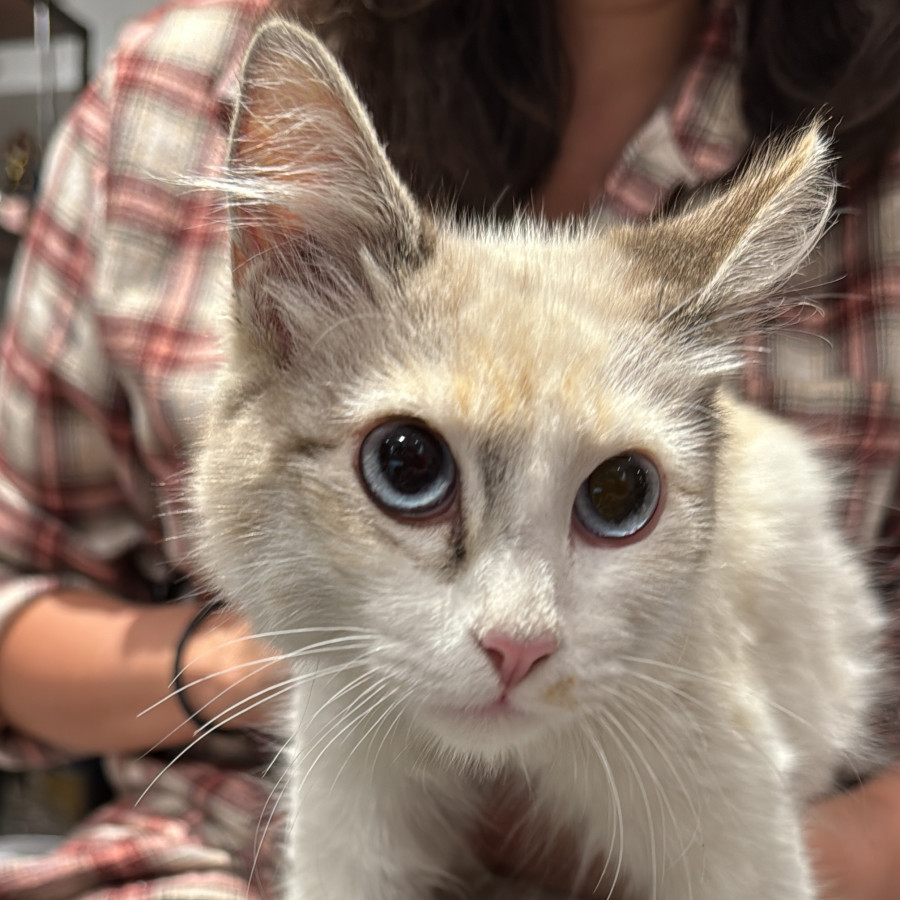  | Raza Doméstico Americano de pelo semilargo | Encontrada