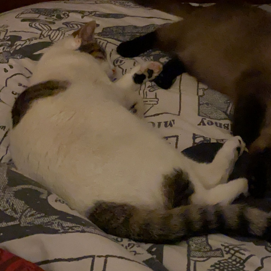 BLAS | Raza Doméstico Américano de Pelo Corto | Perdido