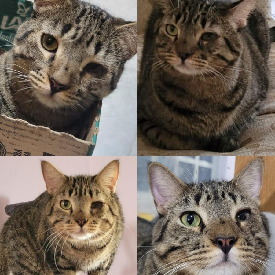TIGRE O TIGGER | Raza Doméstico Américano de Pelo Corto | Perdido