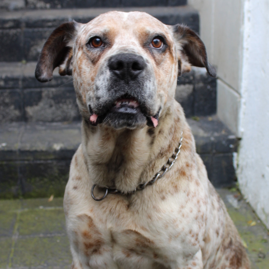  | Raza Mestizo, cruza de American Pitbull Terrier | Encontrado