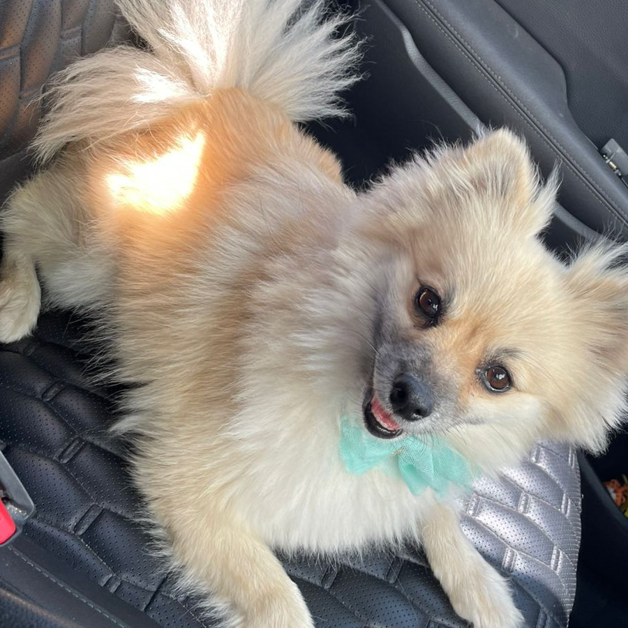 LUKY | Raza Pomerania | Final Feliz