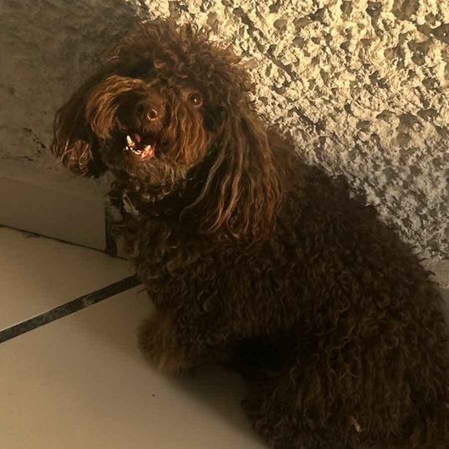 BRUNO | Raza Mestizo, cruza de Shih Tzu con French Poodle | Perdido