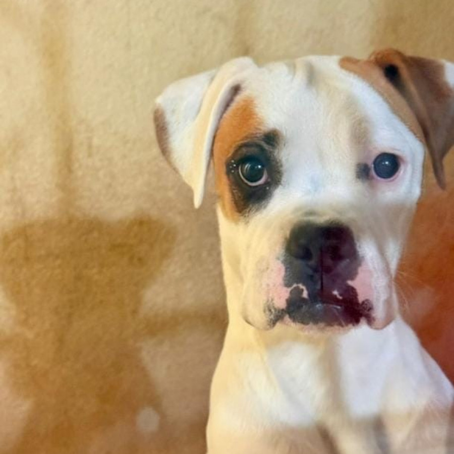 YUYA | Raza Bóxer  | Perdida