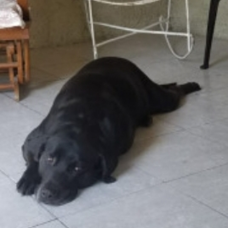 NEGRA | Raza Labrador  | Perdida