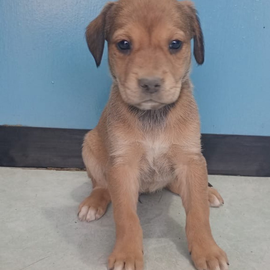 NALA | Raza Mestiza, cruza de American Pitbull Terrier | En Adopción