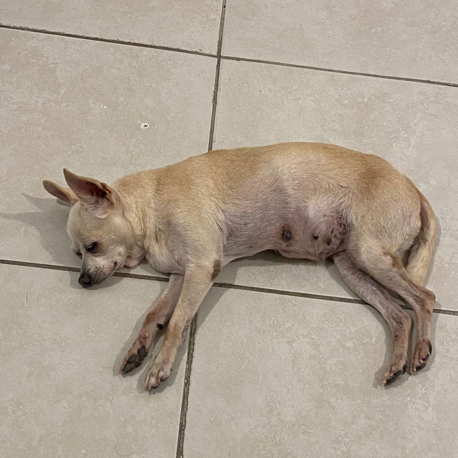  | Raza Chihuahua | Encontrada