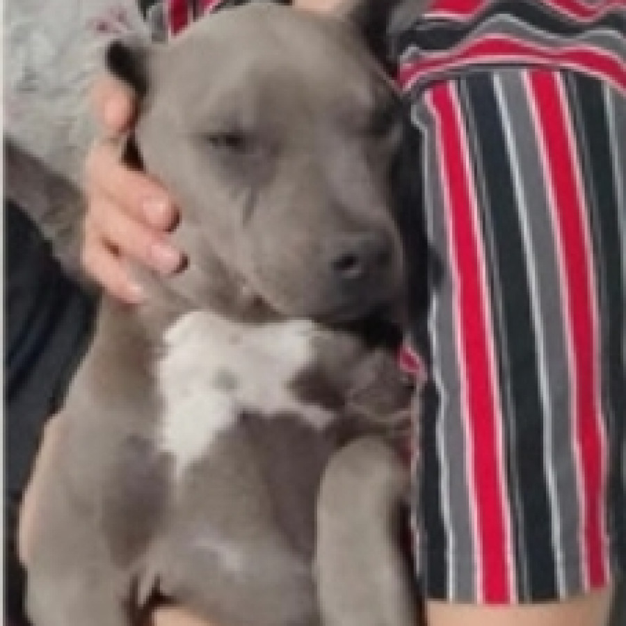 FIONA | Raza American Pitbull Terrier | Perdida