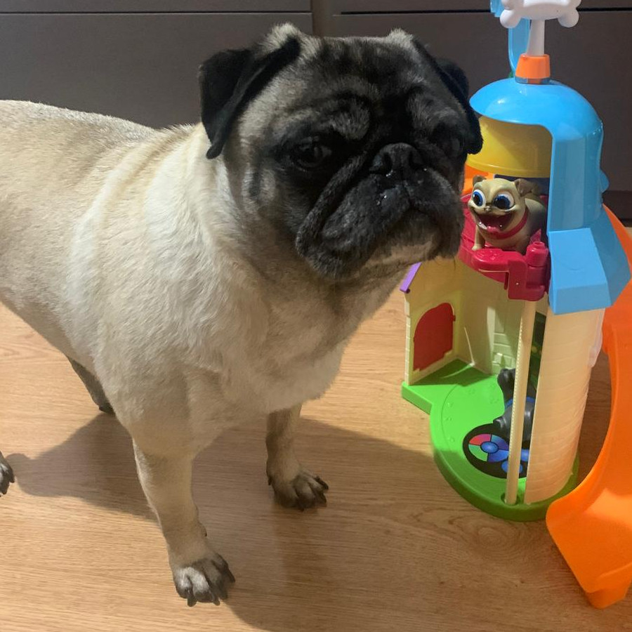 AKIRA | Raza Pug o Carlin | Perdida