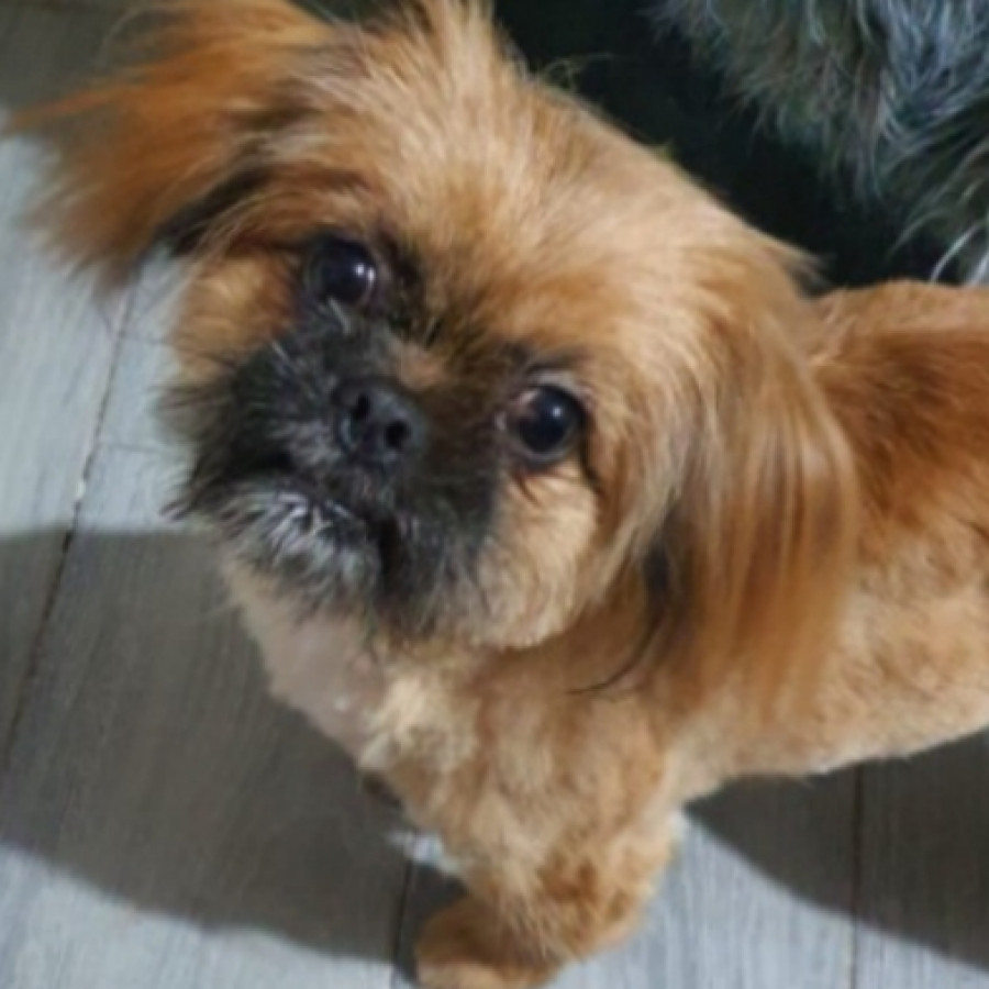 MIMOSA | Raza Lhasa Apso | Perdida