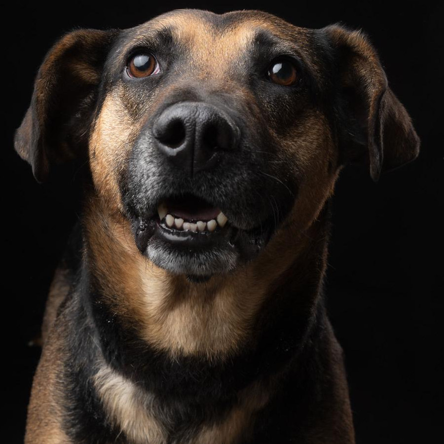 DORITO | Raza Mestizo,  cruza de Pastor Alemán | En Adopción