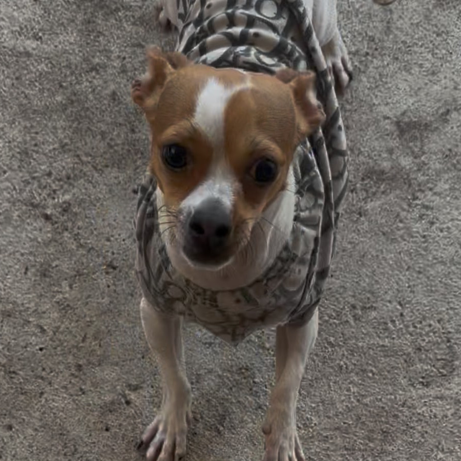 RON | Raza Chihuahua | Perdido