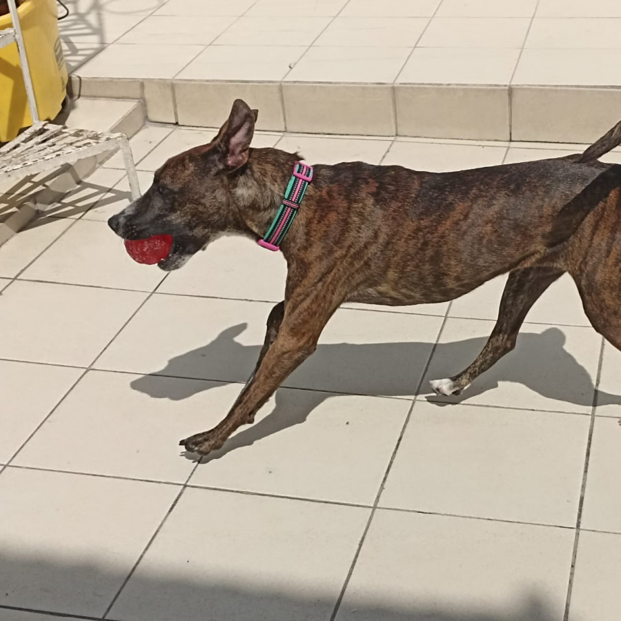 RAMITA | Raza Mestiza, cruza de American Pitbull Terrier con Bóxer | Final Feliz