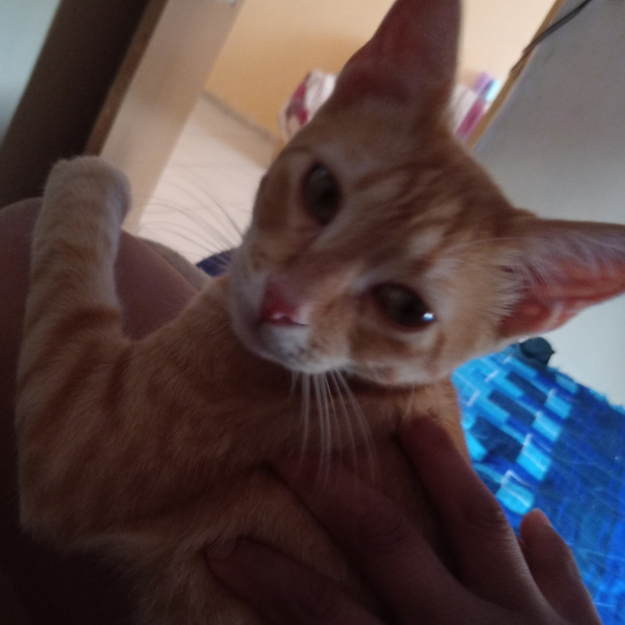 CHESTER | Raza Doméstico Américano de Pelo Corto | Perdido