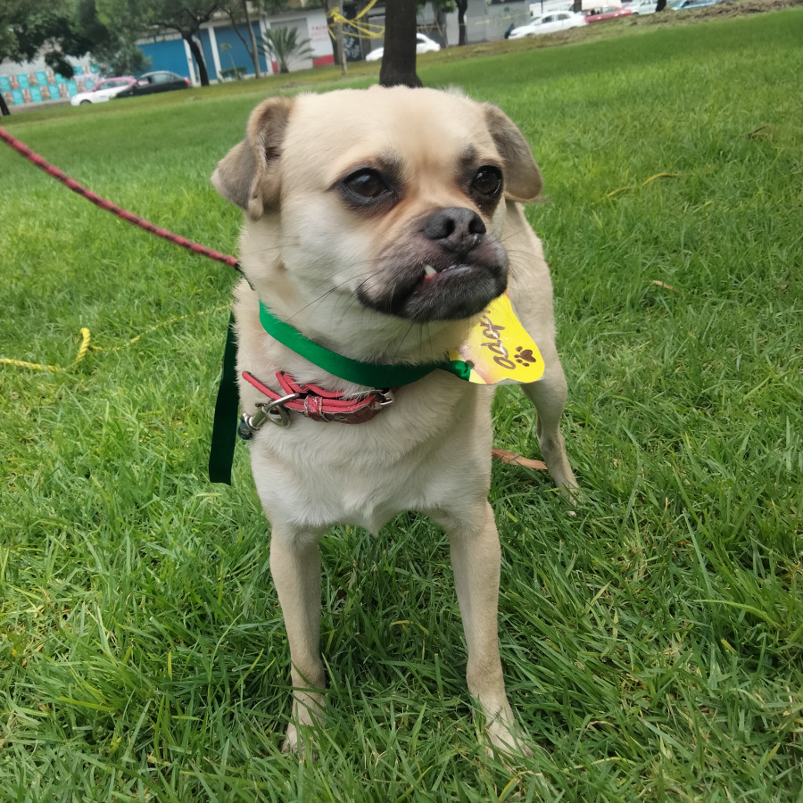 ARCHI | Raza Mestizo,  cruza de Pug | En Adopción