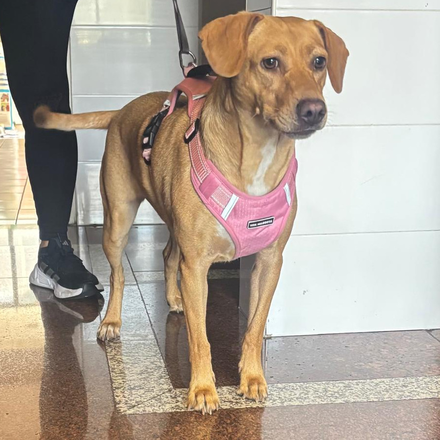  | Raza Mestiza | Encontrada