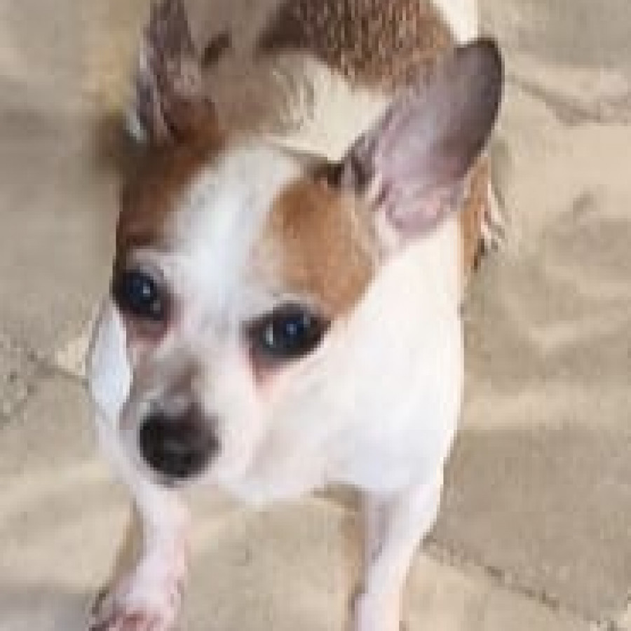 PISHY | Raza Chihuahua | Perdido
