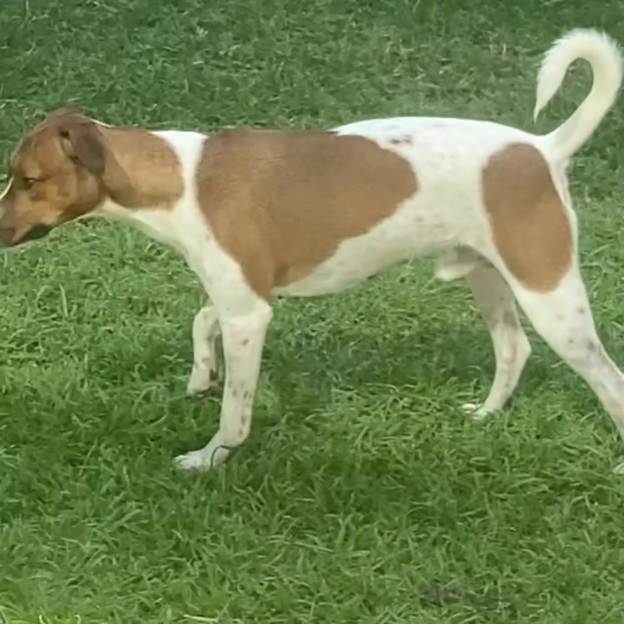 KIPPER | Raza Jack Russell Terrier | Final Feliz