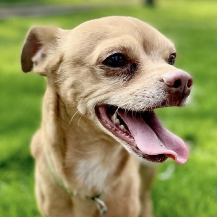 SPIKE | Raza Chihuahua | Perdido