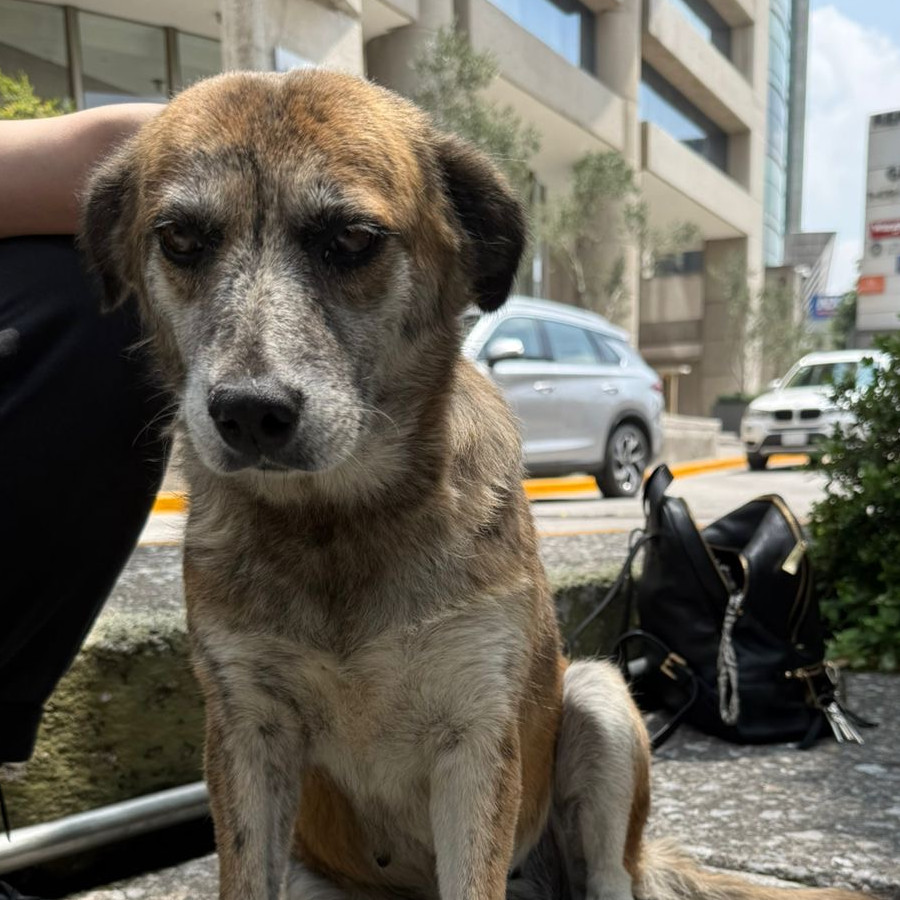  | Raza Mestiza | Encontrada