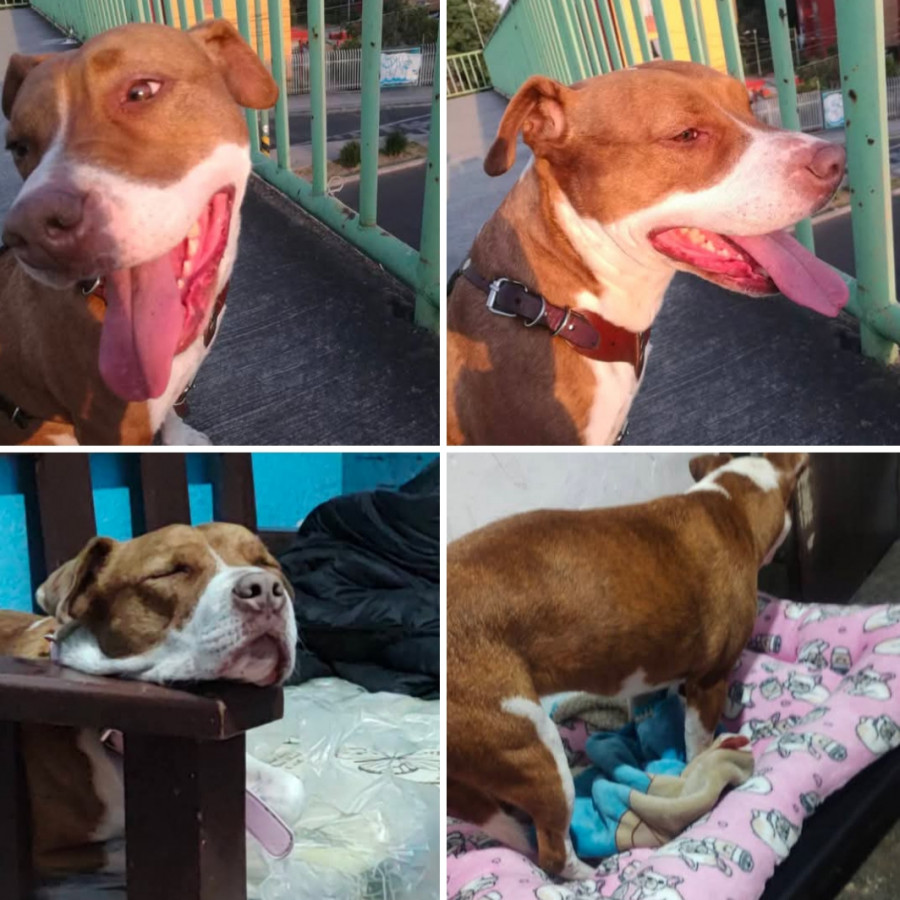 ÁMBER | Raza American Pitbull Terrier | Perdida