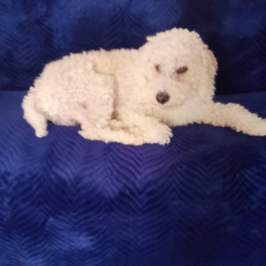 TOBY | Raza French Poodle o Caniche | Perdido