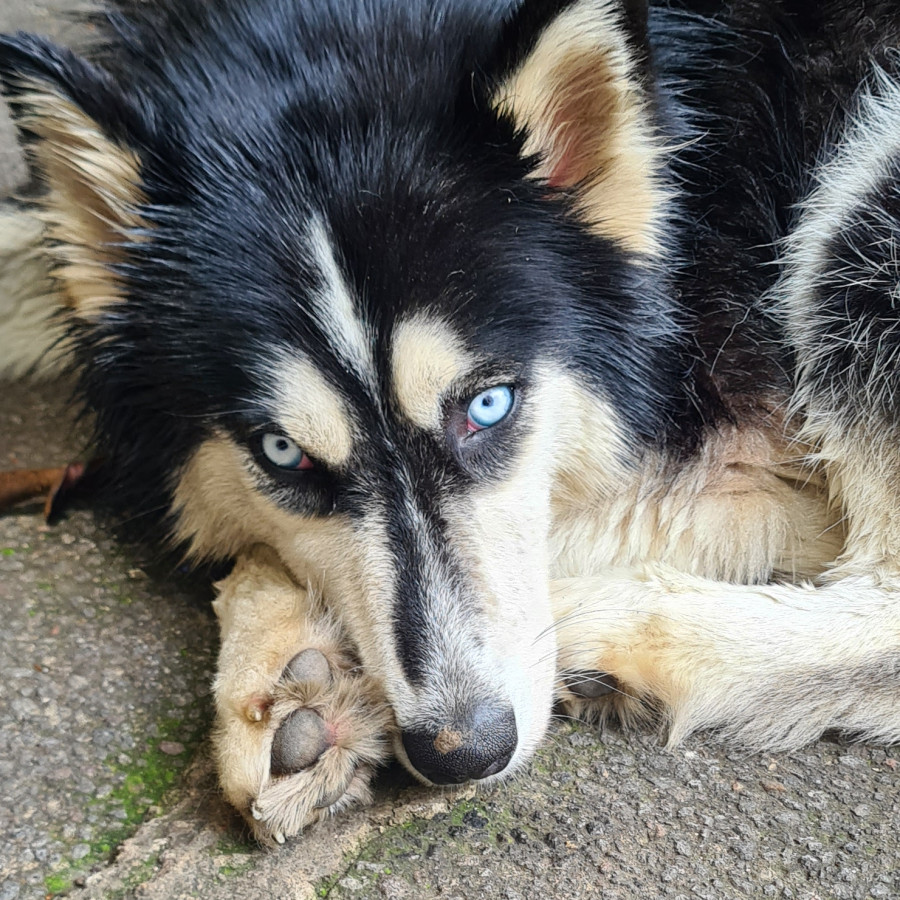  | Raza Husky Siberiano | Final Feliz