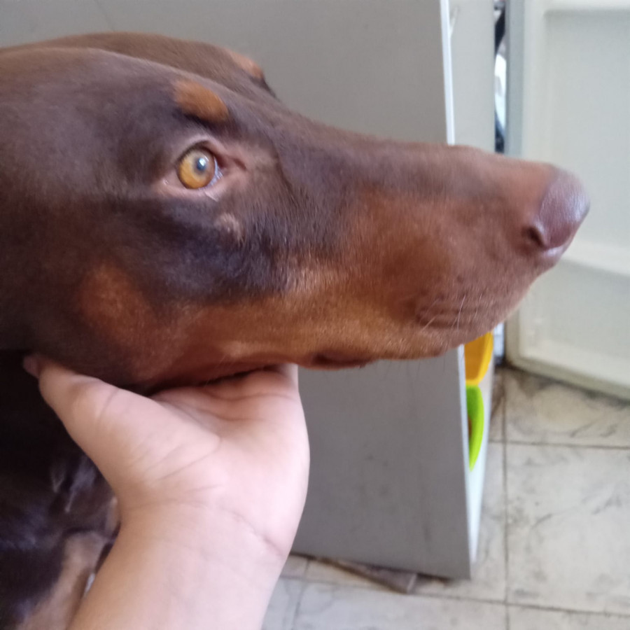 ECO,  PELLITO BEBÉ | Raza Dóberman Pinscher | Final Feliz