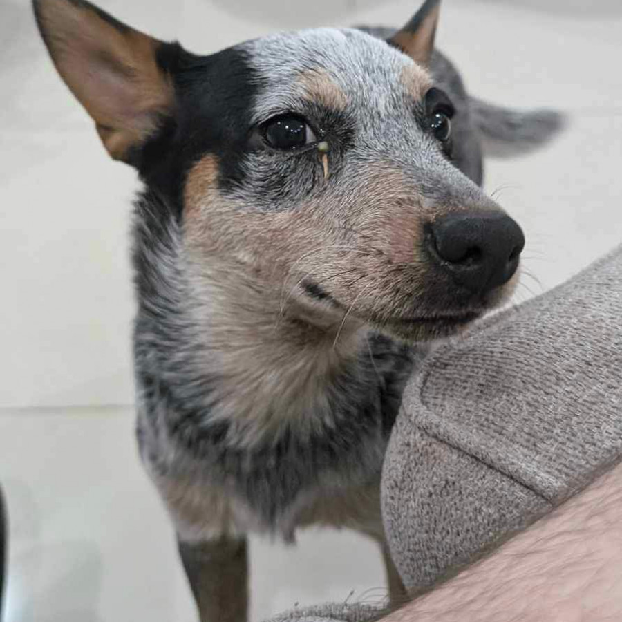 MILA | Raza Ganadero Australiano Blue Heeler  | Perdida