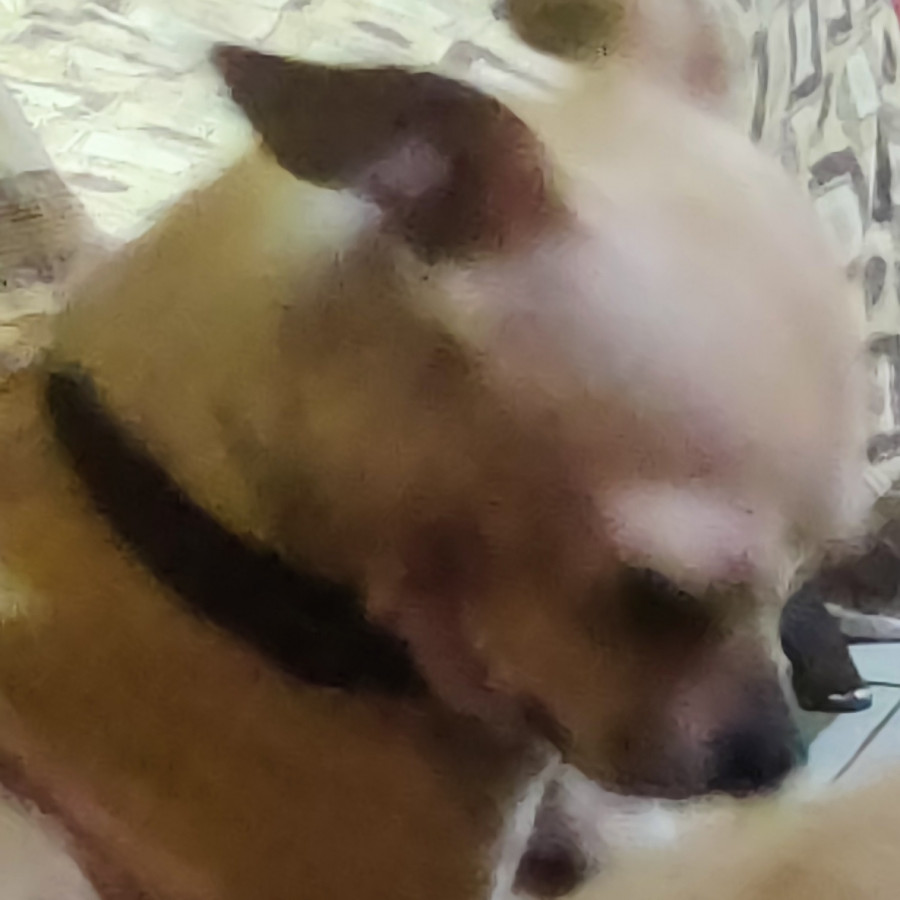 MORGAN | Raza Chihuahua | Perdido