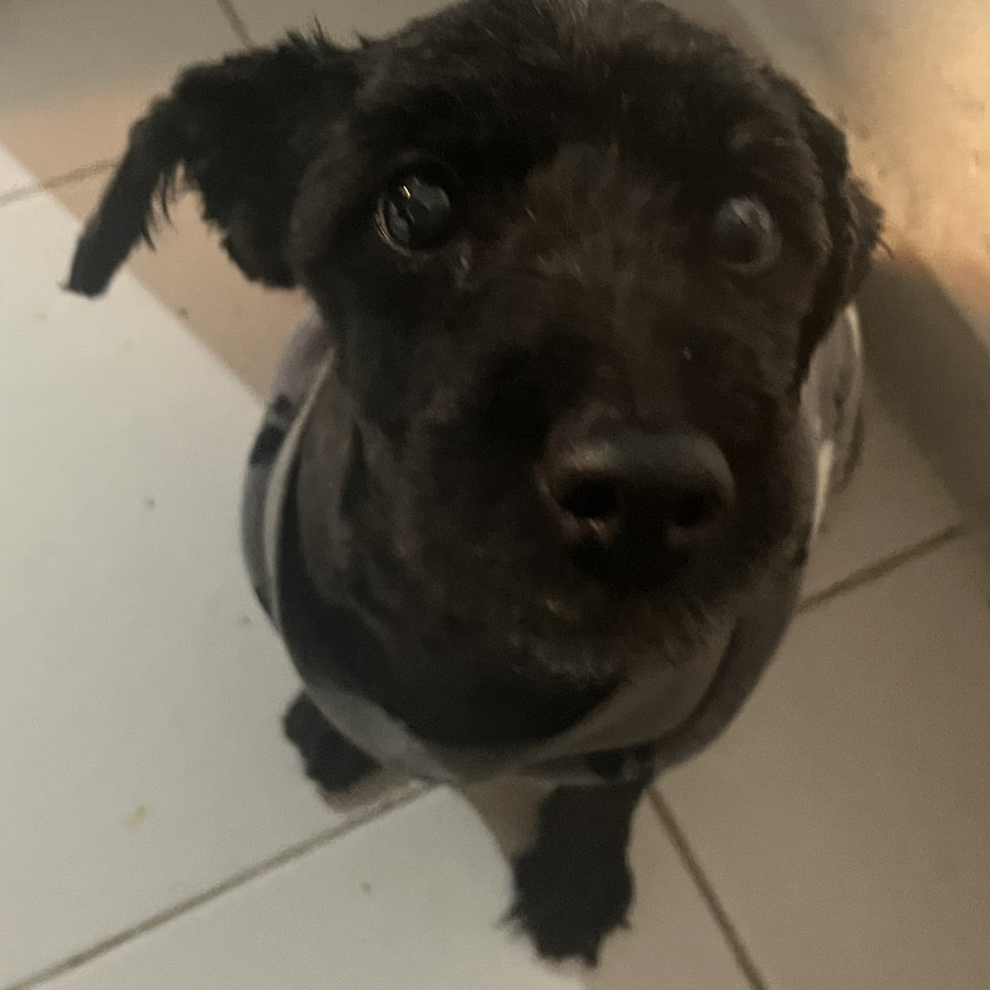 NEGRA | Raza Mestiza, cruza de Schnuazer | Perdida
