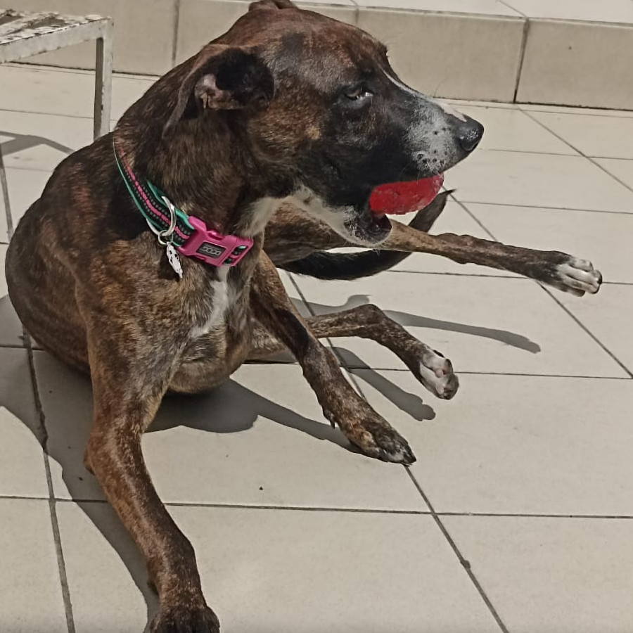 RAMITA | Raza Mestiza, cruza de American Pitbull Terrier con Bóxer | Final Feliz