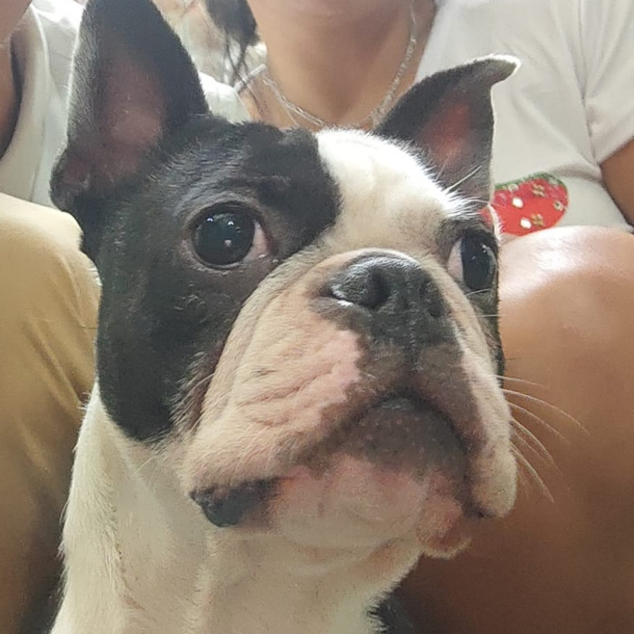 TANOS | Raza Boston Terrier  | Perdido