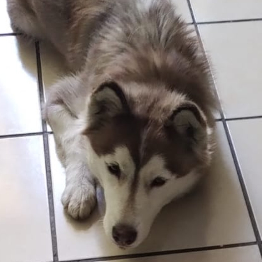 ONCA | Raza Husky Siberiano | Perdida