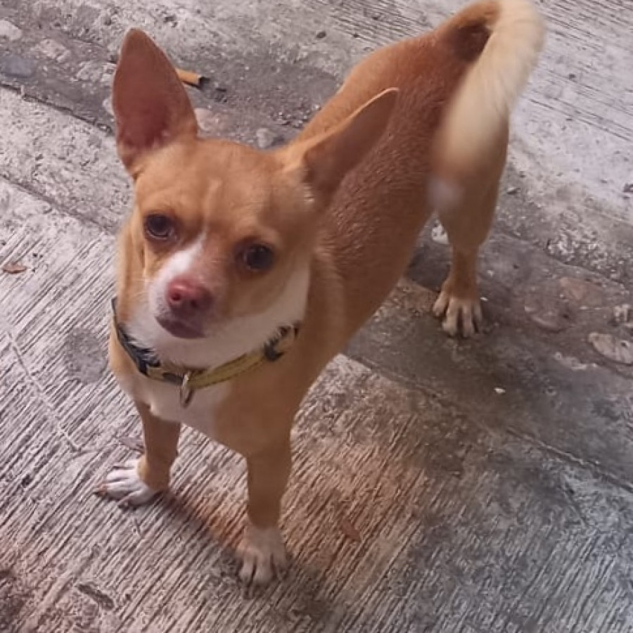 ROBIN | Raza Chihuahua | Perdido