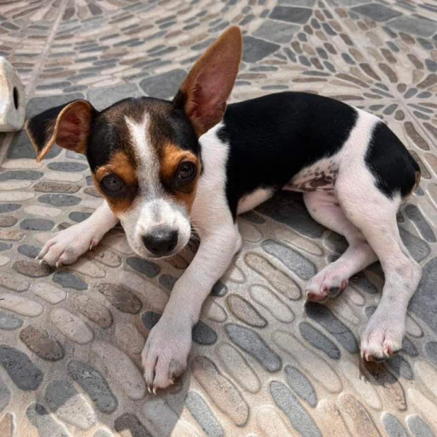 HERMOSA CACHORRITA | Raza Jack Russell Terrier | En Adopción