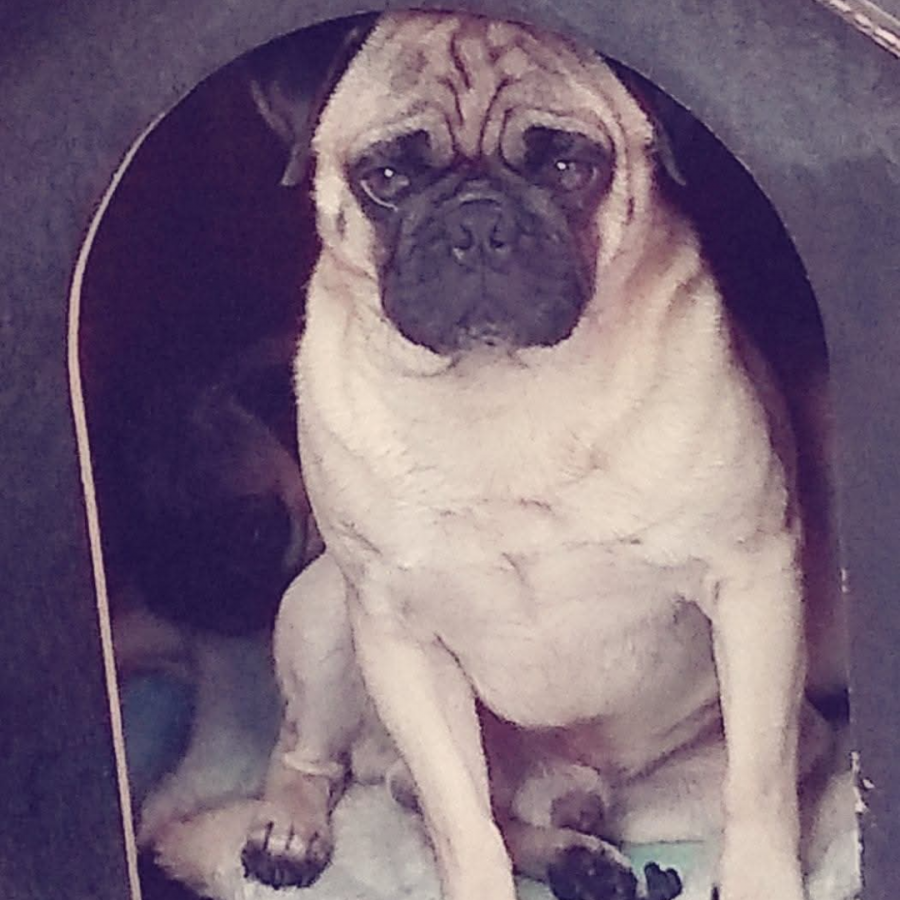 BALÚ | Raza Pug o Carlin | Final Feliz