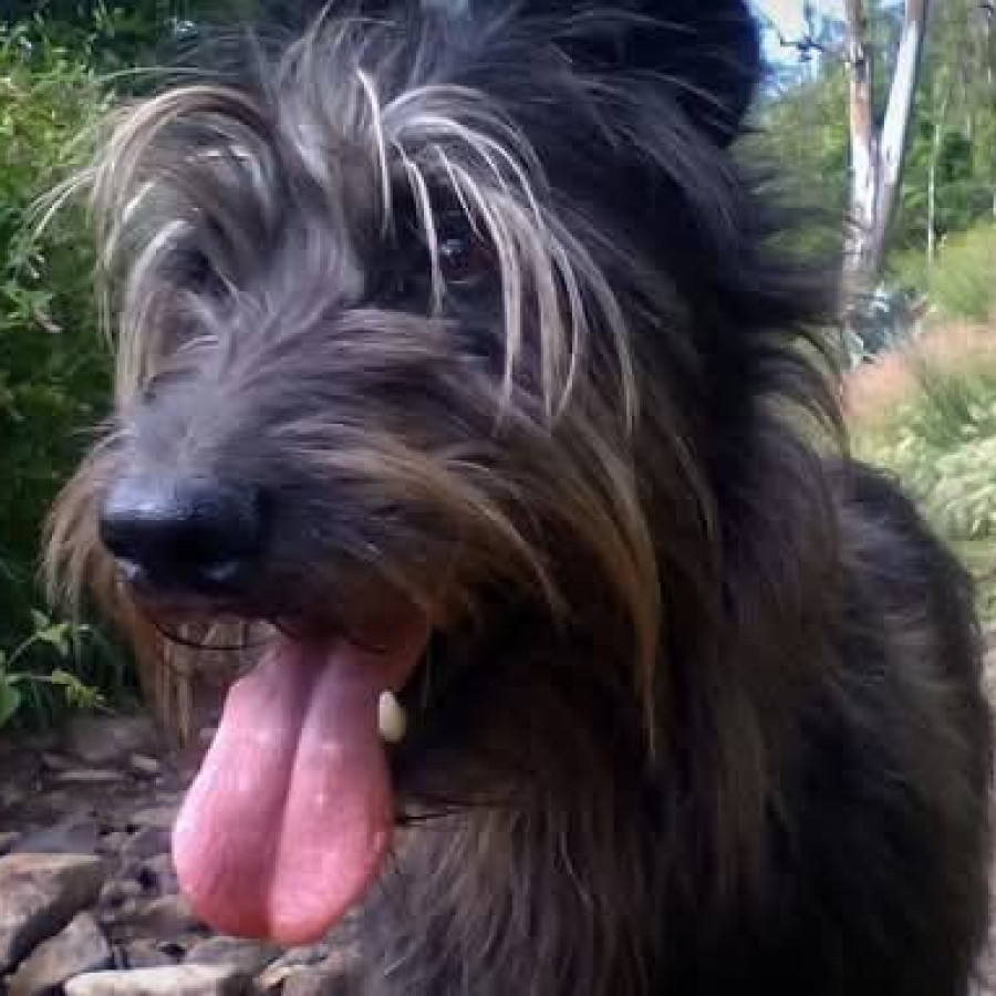 CHAPLIN | Raza Mestizo,  cruza de Schnauzer | Perdido