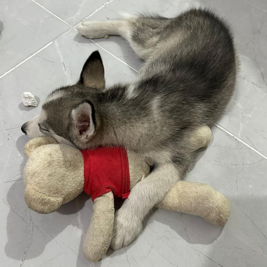 SASHA | Raza Husky Siberiano | Final Feliz