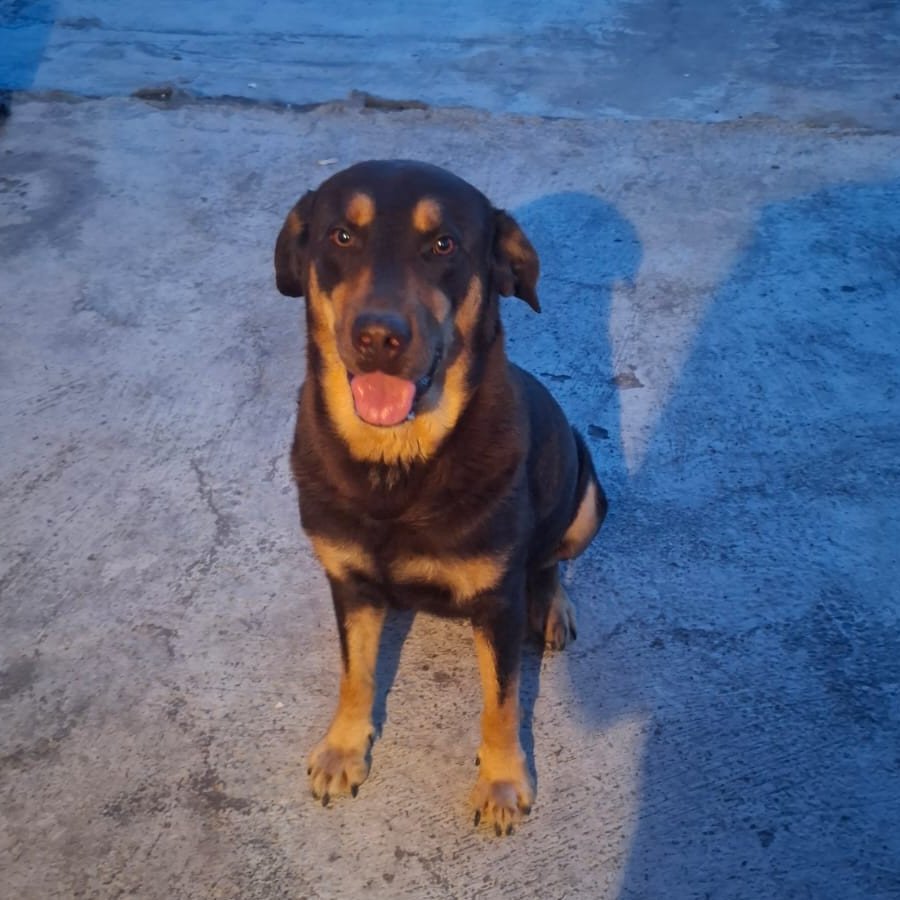ROMEO | Raza Mestizo, cruza de Rottweiler | Perdido
