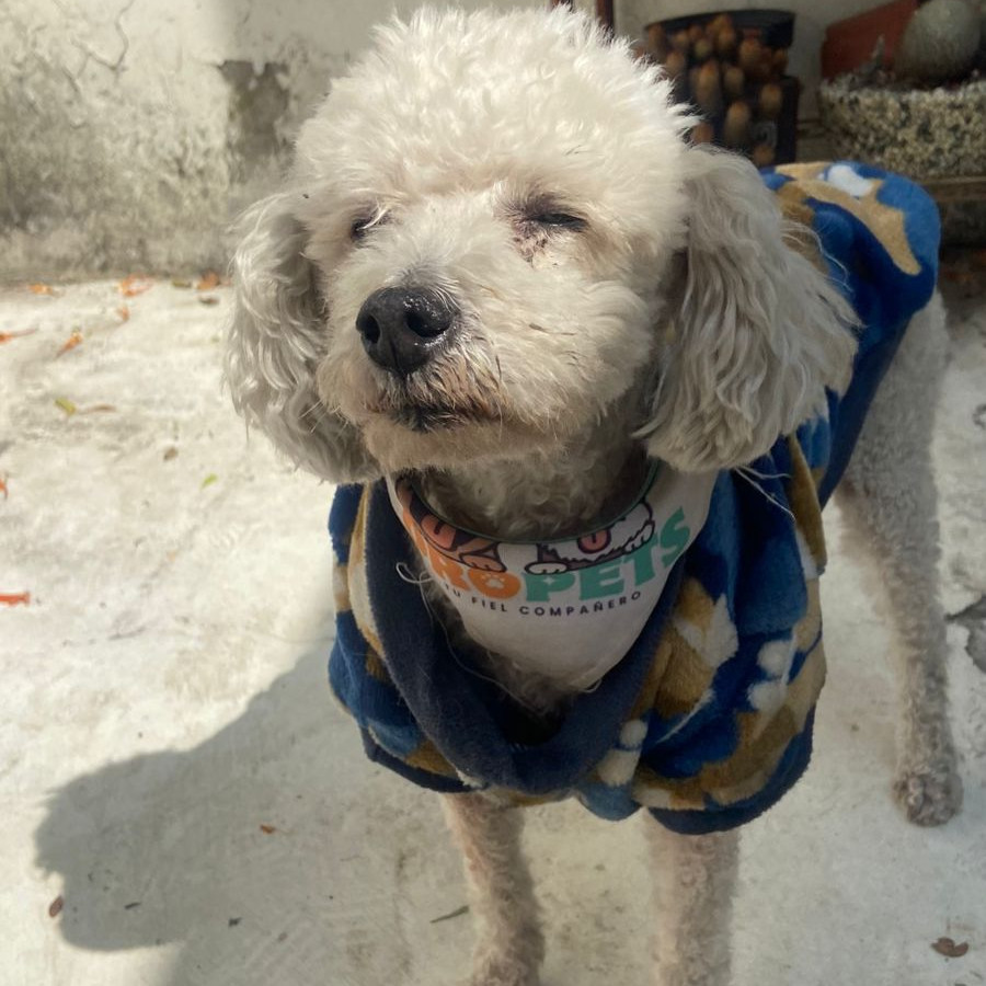  | Raza French Poodle o Caniche | Final Feliz