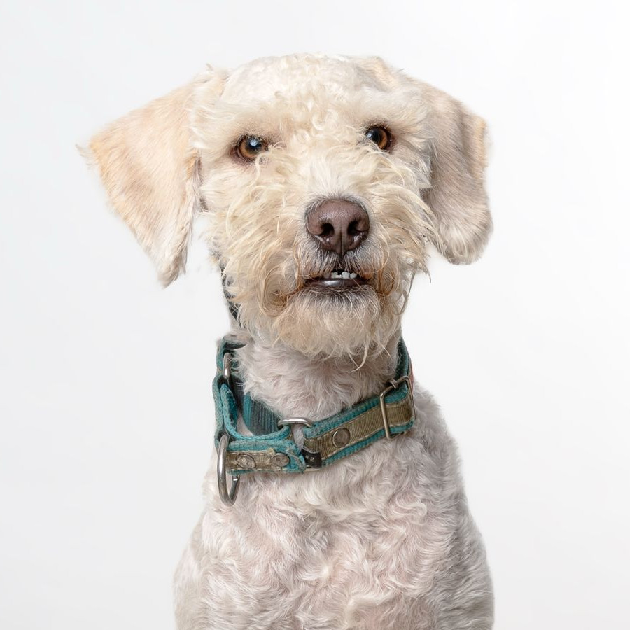 PANCHO | Raza French Poodle o Caniche | Perdido