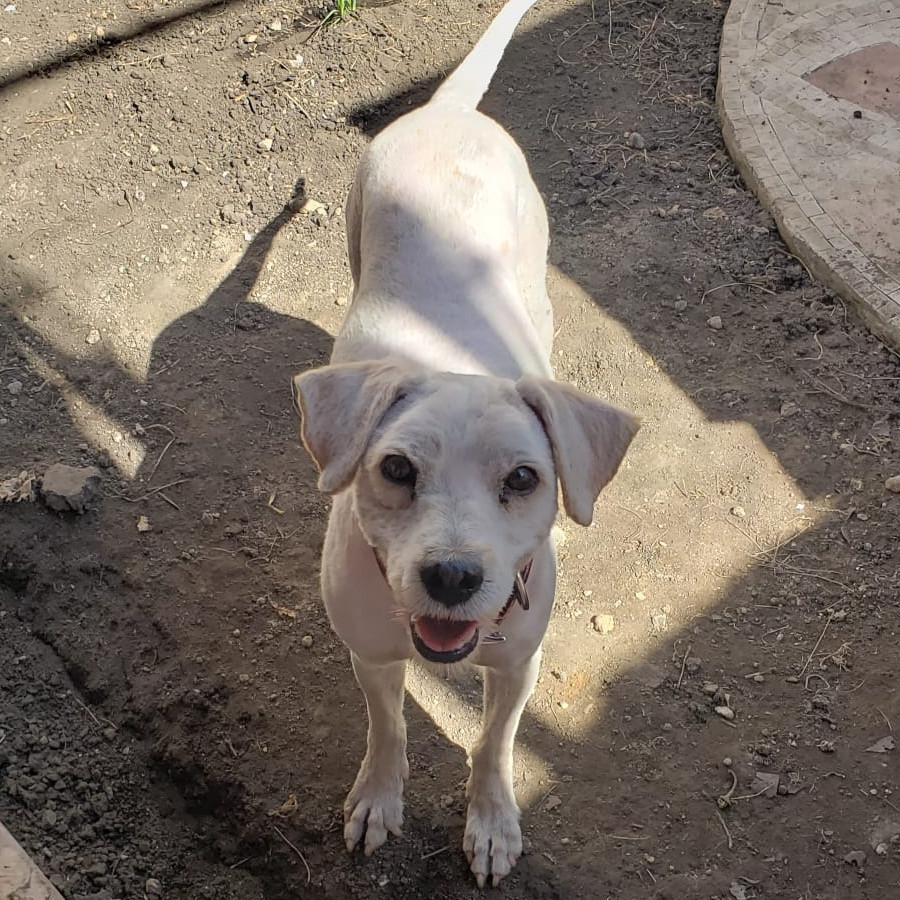 BENJI | Raza Mestizo | En Adopción