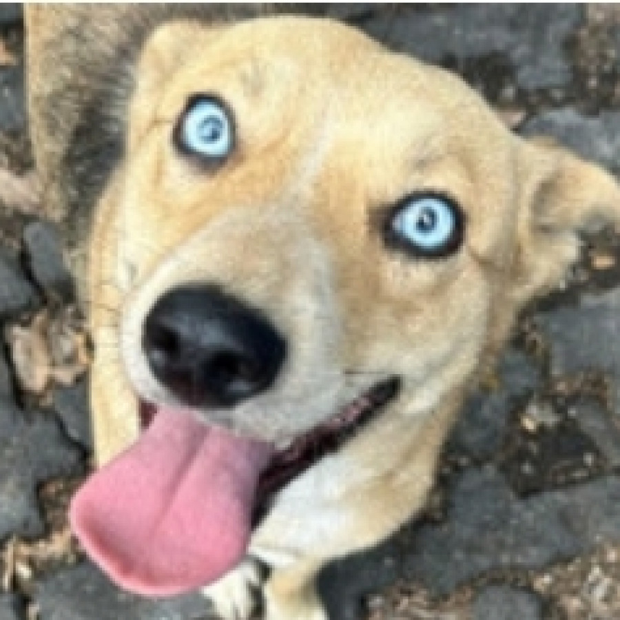  | Raza Mestiza, posible cruza de Husky con Pastor Belga | Encontrada