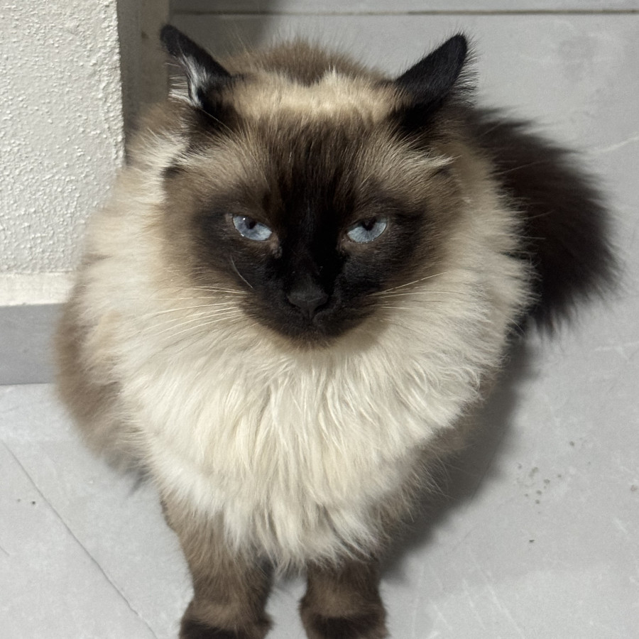 YUUMIS | Raza Balinés punto foca | Perdida