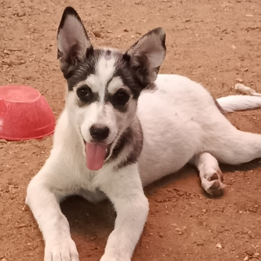 TEQUILA | Raza Mestiza,  cruza de Husky Siberiano | Perdida