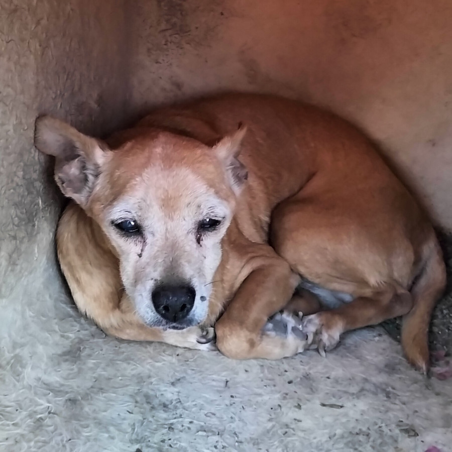 ODY | Raza Chihuahua | Final Feliz