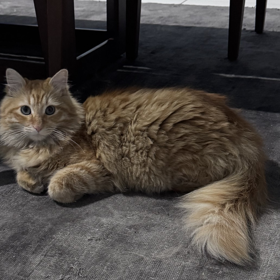 BENITO | Raza Doméstico Américano de Pelo Largo | Perdido