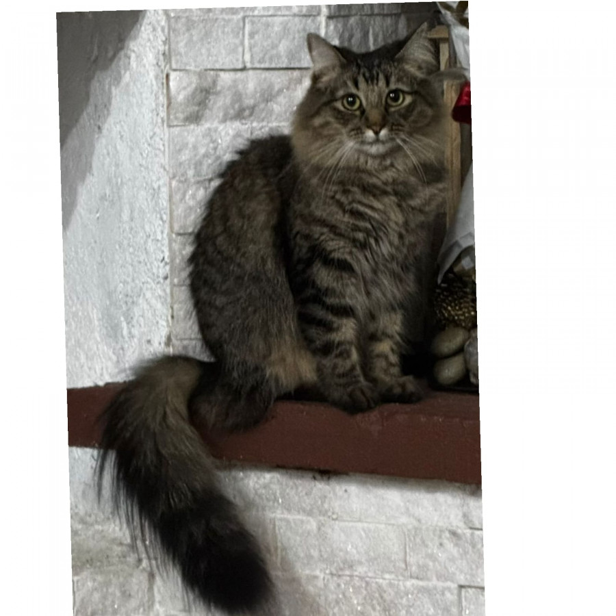 JUDY | Raza Doméstico Americano de pelo semilargo | Perdida