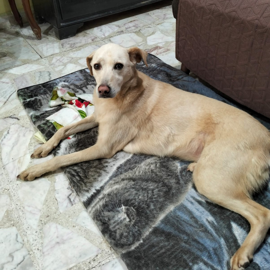 HERMOSA PELUDITA | Raza Mestiza, cruza de Labrador | En Adopción