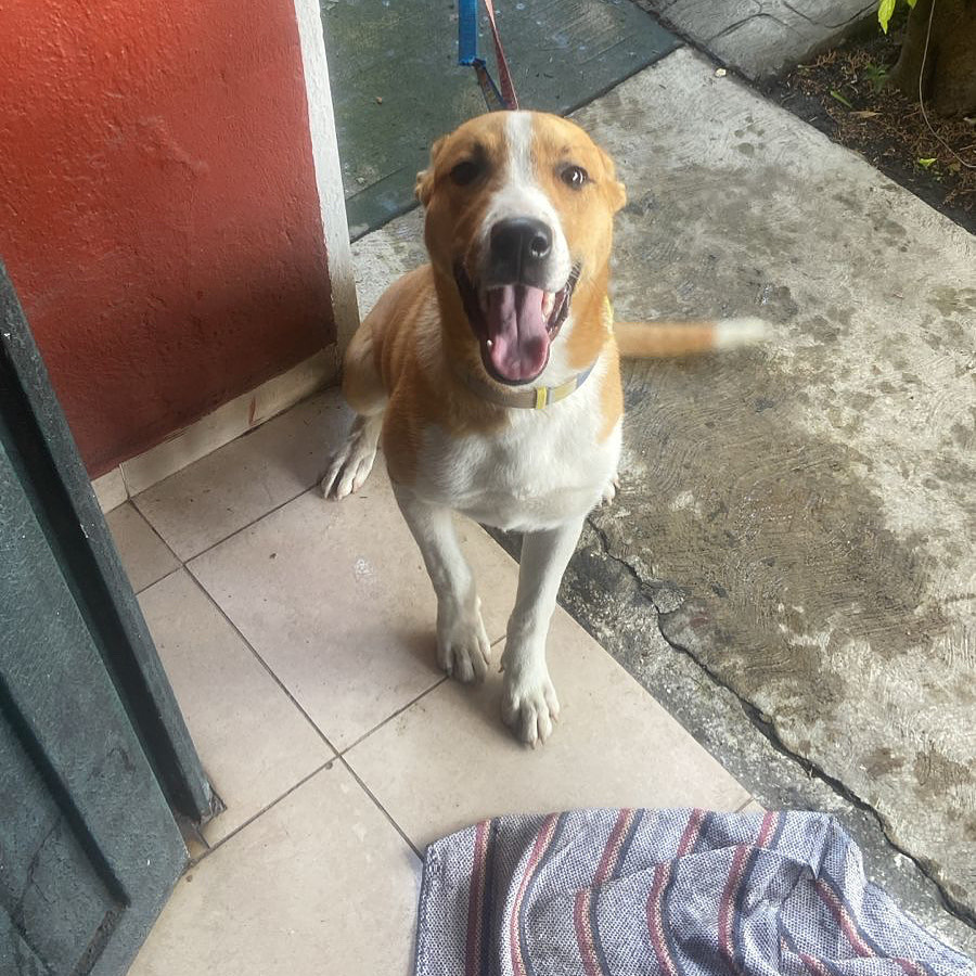  | Raza Mestizo | Encontrado